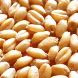 養(yǎng)殖求購：玉米、高粱、小麥、大豆