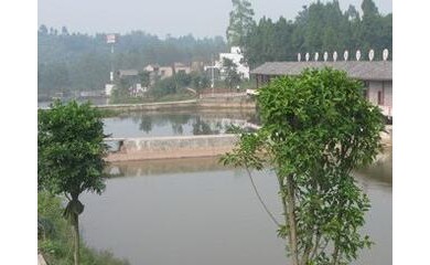 廣州魚苗增殖培訓(xùn)服務(wù)，日億魚苗場(chǎng)