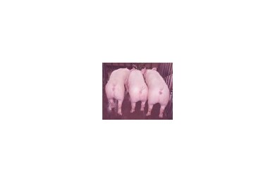 強達(dá)豬場發(fā)布招商信息