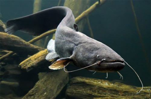 鯰魚(yú)由青變黃到底是為何？染色還是變異？