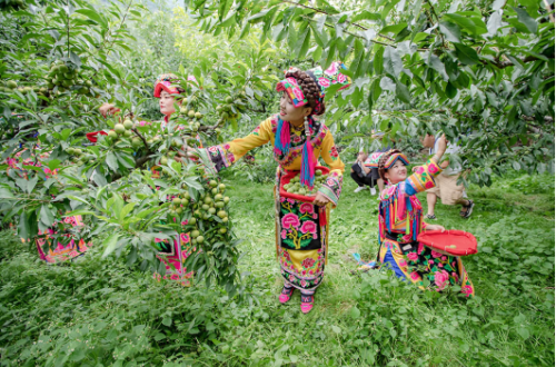 千年李鄉(xiāng)飄果香 2019第二屆茂縣李文化旅游節(jié)開(kāi)幕