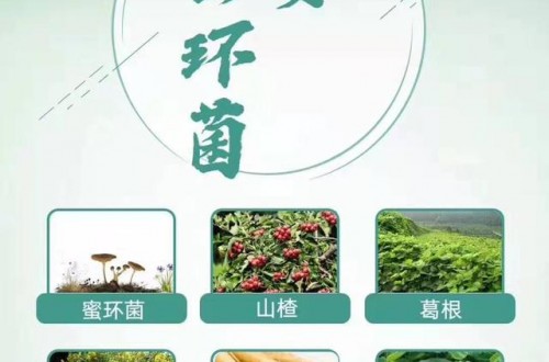 郁安蜜環(huán)菌，多重權(quán)威的除眩暈配方!