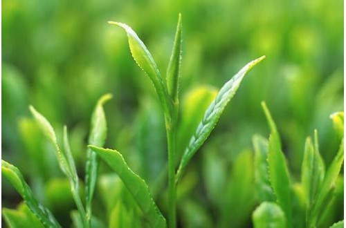 世界頂級名茶品牌有哪些，世界十大茶葉品牌排名