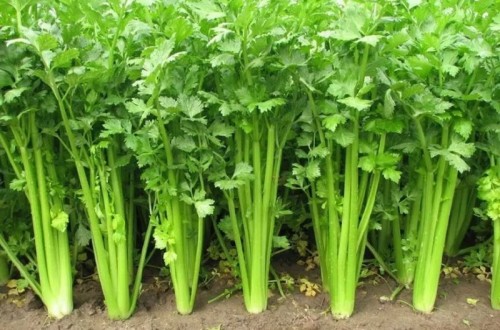 冬季養(yǎng)生小知識 冬季十大養(yǎng)生蔬菜排行