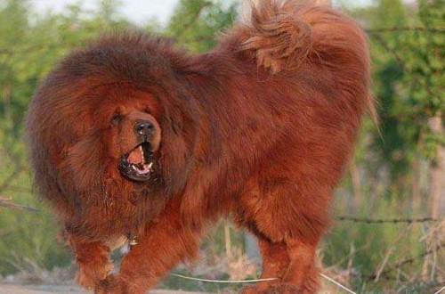 知名寵物狗有哪些 世界十大名犬排名