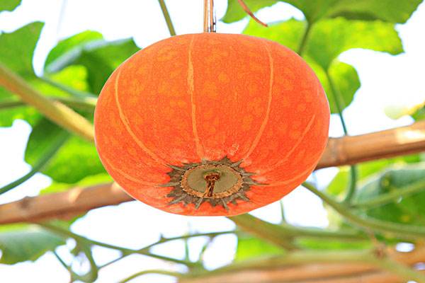 貧血的人吃什么好 冬季十大補(bǔ)血食材
