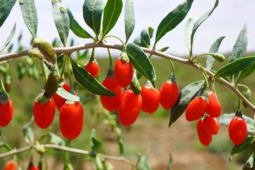 寧夏枸杞哪個牌子好 璽贊枸杞榮獲中國有機產(chǎn)品認證