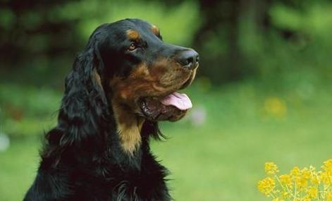 戈登雪達(dá)犬為何經(jīng)常“搞破壞”？戈登雪達(dá)犬為何經(jīng)常“搞破壞”？