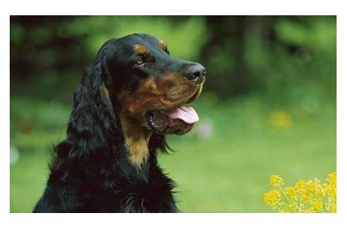 戈登雪達(dá)犬為何經(jīng)?！案闫茐摹保?/></a>
<ul><li><a href=