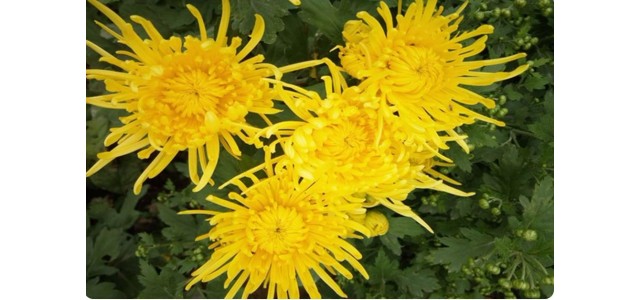 “中國菊花之鄉(xiāng)”，安陽市林州市茶店鎮(zhèn)太行菊花